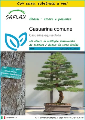Immagine prodotto di SAFLAX Insieme di coltivazione - Casuarina comune - 200 semi - Casuarina