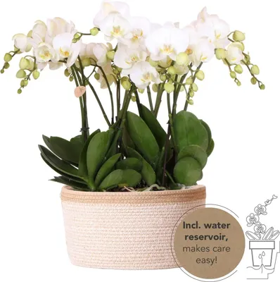 Produktbild von Orchideen Set Weiß im Baumwollkorb mit Wassertank 3 Phalaenopsis Orchidee 12cm +