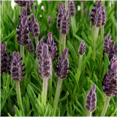 Obrázek produktu pro Francouzský levandule Anouk – Lavandula stoechas – levandule kadeřavá – 12 cm – 24 rostlin – voňavá – mrazuvzdorná – do zahrady, na terasu a balkon
