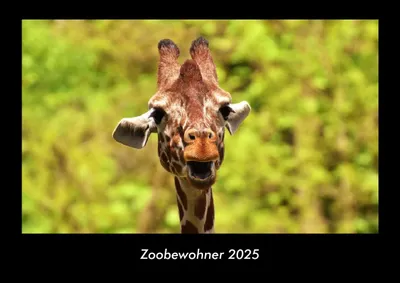 Produktbild von Zoobewohner 2025 Fotokalender DIN A3