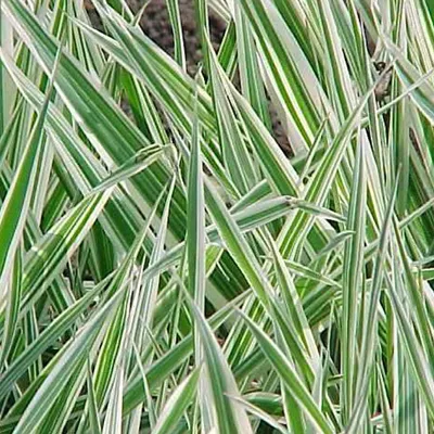 Obrázek produktu pro 6 x tráva Phalaris arundinacea 'Picta'  | Květináč 9 cm x 9 cm