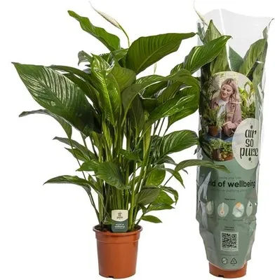 A potted Spathiphyllum plant with a clear plastic sleeve containing marketing information.