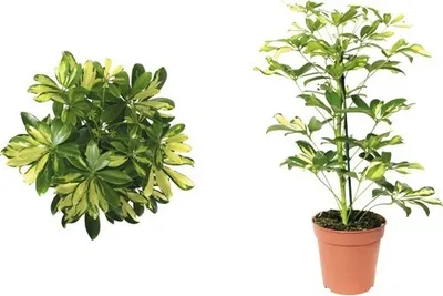 Two views of a potted plant, one from above and one from the side.