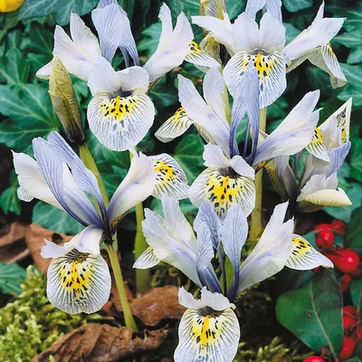 Zdjęcie produktu dla Iris Reticulata - Kosaciec Katharine Hodgkin 10 szt. Irysy cebulki irysów