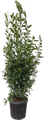 Produktbild von Vavrín - Laurus nobilis ker - 210cm - ø50cm