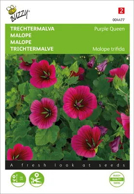 Artikelbild 2 von 'Trichtermalve Purple Queen' aus der Kategorie Malvensamen