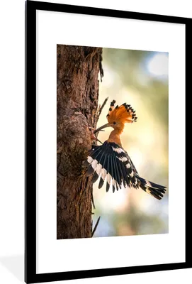 Produktbild von MuchoWow® MuchoWow® Gerahmtes Poster Vogel - Baum - Wald 60x90 cm - Poster mit zchwarzem Bilderrahmen - Dekoration - Wandposter Wohnzimmer - Hochwertig