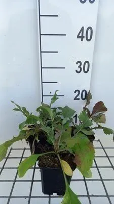 Immagine prodotto di 6 x Cephalaria gigantea - Testa squamosa - vaso 9 x 9 cm