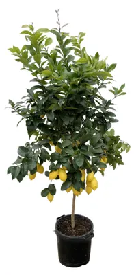 Produktbild von Citrus-Zitronenbaum - 180-200cm - Ø40cm - Gartenpflanze