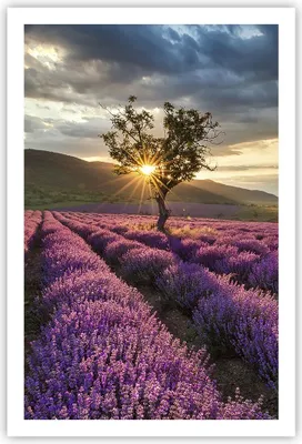 Produktbild von Poster - Poster ohne Rahmen - Lavendel Berge Feld - 61x91,5 cm - Wand Bild - Wanddeko - Wandbilder - Kunstposter - Wandposter - Bilder - Kunstdruck - Wanddekoration - Wandbild - P2XPA61x91-3645