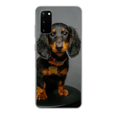 Produktbild von MuchoWow® Handyhülle Schutzhülle Hülle für Samsung Galaxy S20 Studiofoto eines Dackelwelpen Silikon Softcase Handy Hülle - Bild