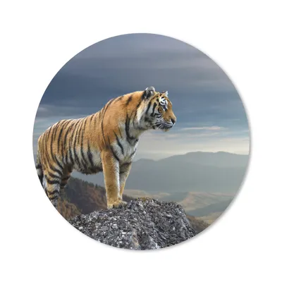 Produktbild von MuchoWow® Mauspad Mousepad Tiger - Berg - Natur - Landschaft 20x20 cm - Mousepads - Maus Mat - Pad - Mausunterlage - Schreibtischmatte