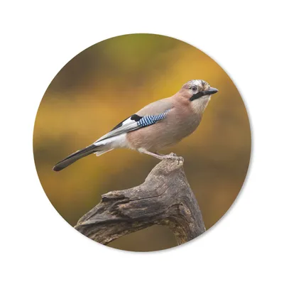 Produktbild von MuchoWow® Mauspad Mousepad Vogel - Zweig - Eichelhäher 30x30 cm - Mousepads - Maus Mat - Pad - Mausunterlage - Tischunterlage - Schreibtischmatten