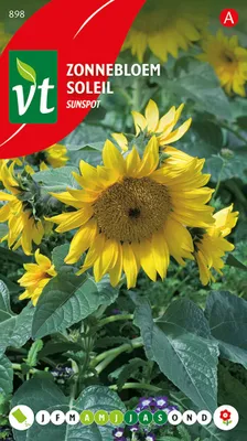 Produktbild von Sonnenblume Nain Sonnenfleck Samen - Ca. 1,5 gr | VT_898
