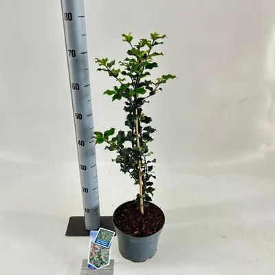 Immagine prodotto di Ilex meserveae 'Blue Princess' - Agrifoglio | 50-60 cm in vaso