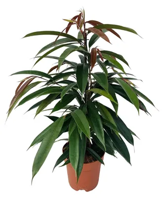 Produktbild von Gummibaum Ficus binnendijkii Amstel King Zimmerpflanze Ø17cm 75cm pflegeleicht