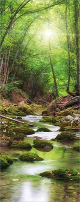 Produktbild von Wallario Poster - Fluss im Wald, Kunstdruck Größe: 50 x 125 cm
