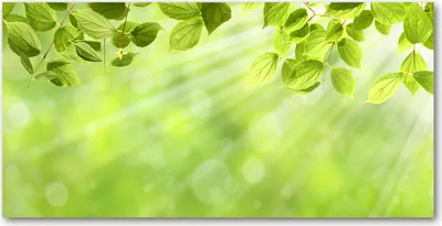 Produktbild von Tulup® Glas-Bild - 100x50 -Wandkunst - Wandbild hinter gehärtetem Sicherheitsglas  - Blumen & Pflanzen - Laub - Grün