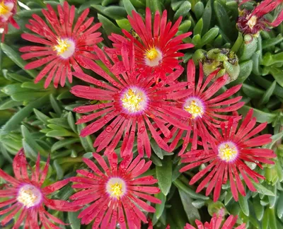 Image de Delosperma dyeri 'Nani Forssmann' / Pourpier vivace