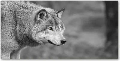 Produktbild von Tulup® Glas-Bild - 100x50 -Wandkunst - Wandbild hinter gehärtetem Sicherheitsglas  - Tiere - Grauer Wolf - Grau