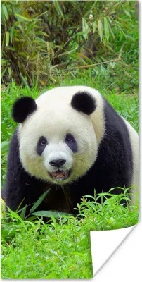 Produktbild von MuchoWow® Poster Panda - Gras - Tier 60x120 cm - Wandschmuck
