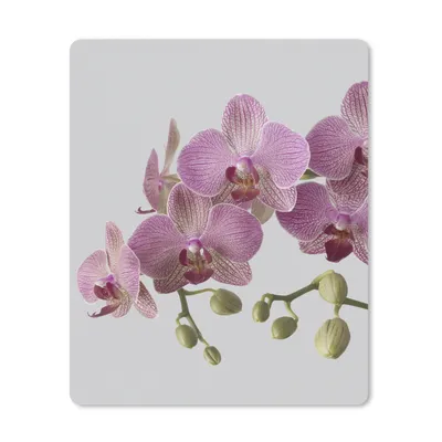 Produktbild von MuchoWow® Mauspad Mousepad Orchideen auf grauem Hintergrund 30x40 cm - Mousepads - Maus Mat - Pad - Mausunterlage - Mausmatten
