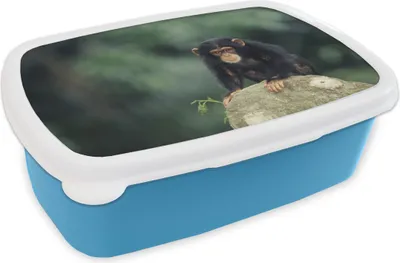 Produktbild von KitchenYeah® Lunchbox Brotzeit Brotdose 17x11 cm Nahaufnahme Schimpansenaffe auf einem Stein Kinder Brotzeitdose - Lunch - Kunststoff  - Brotbüchse - Sandwichbox - Lunchbox für Kinder