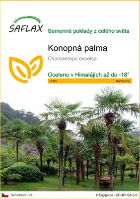 Obrázek produktu pro SAFLAX - konopná palma - Chamaerops excelsa - 10 Semena