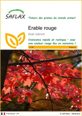 Image de SAFLAX  - Erable rouge - 20 graines - Acer