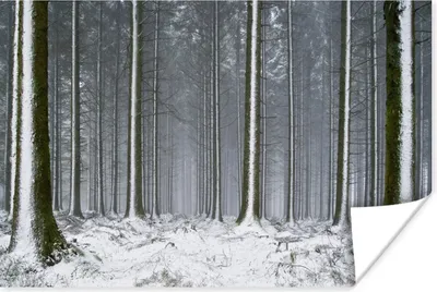 Produktbild von MuchoWow® Poster Bäume - Winter - Schnee 30x20 cm - Plakate - Print