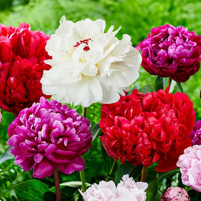 Productafbeelding van Pfingtrozenplanten, winterhard, Passion-collectie - 3 wortels - grote pioenhybriden, mix - meerjarige vaste planten - planten uit Nederland, geschikt voor tuin en pot (geen zaden, bollen, geen kunstplanten)