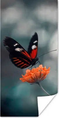 Produktbild von MuchoWow® Poster Schmetterling - Blume - Insekt 20x40 cm - Plakat - Foto