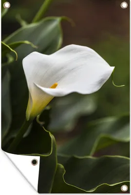 Produktbild von MuchoWow® 40x60 cm Outdoor-Poster Gartendeko Sichtschutz Garten Poster für den Garten  Weiße Calla-Blüten zwischen grünen Blättern