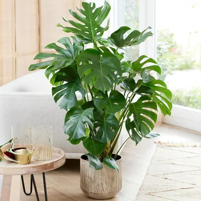 Imagen del producto de Planta Monstera Deliciosa - Planta de queso suizo - Hoja verde brillante - Planta de interior en maceta
