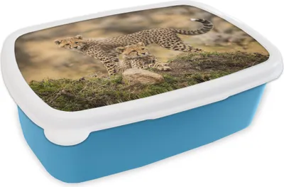 Obrázek produktu pro KitchenYeah® Lunchbox Lunchbox 17x11 cm Leopard - Mládě - Příroda Dětský svačinový box - Oběd - Plastový - Chlebník - Sendvičový box - Obědový box pro děti
