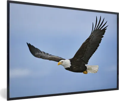 Produktbild von MuchoWow® Gerahmtes Poster Ein fliegender Weißkopfseeadler 30x20 cm - Poster mit Schwarzem Bilderrahmen Wandposter Rahmen Foto Bilder - Kunstdruck - Bild-Poster