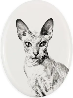 Obrázek produktu pro Peterbald - pamětní deska s fotografií kočky, náhrobek s potiskem, personalizovaná oválná deska značky Art-Dog