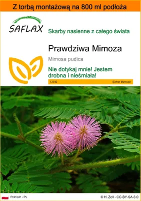 Zdjęcie produktu dla SAFLAX - Garden in the bag - Prawdziwa Mimoza - 70 Nasiona - Z podłożem uprawowym w praktycznej, samorozkładającej się torbie - Mimosa pudica