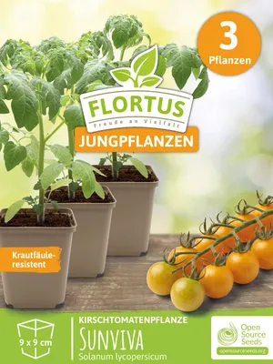 Artikelbild 6 von 'Kirschtomatenpflanze Sunviva' aus der Kategorie Kirschtomatenpflanzen
