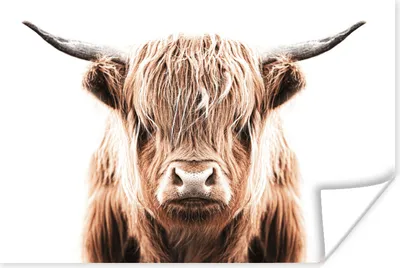 Produktbild von MuchoWow® Poster Schottischer Highlander - Kuh - Stier 120x80 cm - Bilder
