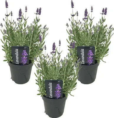 Image de Bloomique - Lot de 3 - Lavandula Angustifolia - Plante de lavande - Plantes de jardin - Résistante au gel - Hauteur 20-25 cm - Pot 12 cm