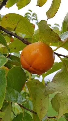 Image de Diospyros kaki (De semis) / Kaki de Chine