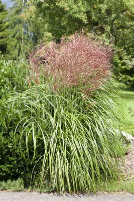 Produktbild von Miscanthus sinensis 'Große Fontäne', Chinaschilf, ca. 11x11 cm Topf