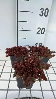 Produktbild von 6 x  Sedum hybr. 'Chocolate Ball' - Fettblatt - Topf 9 x 9 cm