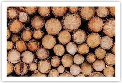 Produktbild von Poster - Poster ohne Rahmen - Holz Baumstämme Stämme - 91,5x61 cm - Wand Bild - Wanddeko - Wandbilder - Kunstposter - Wandposter - Bilder - Kunstdruck - Wanddekoration - Wandbild - P2XAA91x61-4864