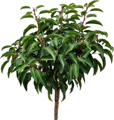 Obrázok produktu pre Vavrín portugalský 'Prunus Myrtifolia' štandardný kmeň 125 - 150 cm
