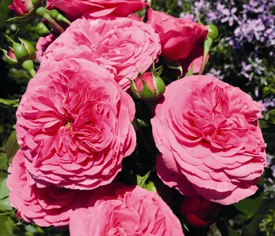 Produktbild von Dehner Rose Beetrose Baronesse®, Züchter Tantau, gefüllte pinke Blüten, duftend, 15-30 cm, 6 l Topf, Topfware