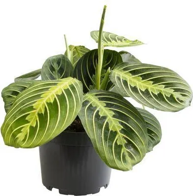 Image de Maranta Lemon Lime (maranta) - Plante d'intérieur - Ø12cm, 30cm de haut