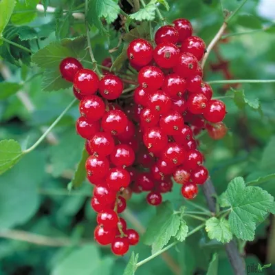 A close-up of ripe red currants on a branch with green leaves.