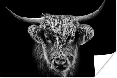 Produktbild von MuchoWow® Poster Schottischer Highlander - Schwarz - Kuh - Tiere 30x20 cm - Plakate - Print